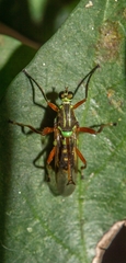 Dicranophora