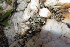 Conophytum truncatum