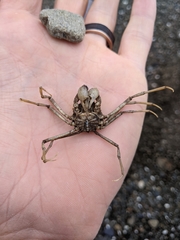 Pyromaia tuberculata