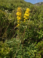 Solidago virgaurea virgaurea
