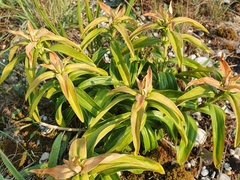Gentiana cruciata