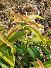 Gentiana cruciata
