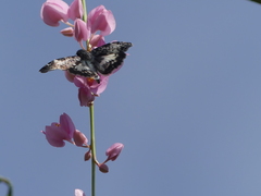 Chiomara georgina