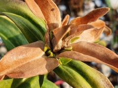 Gentiana cruciata