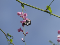 Chiomara georgina