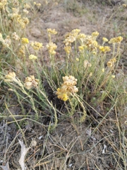 Helichrysum arenarium