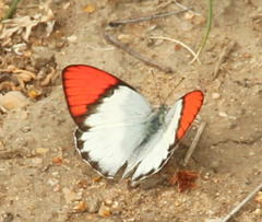 Colotis annae annae