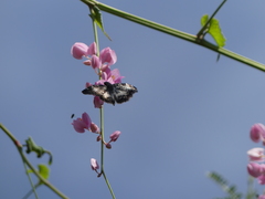 Chiomara georgina