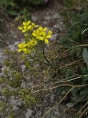 Biscutella arvernensis