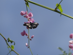 Chiomara georgina