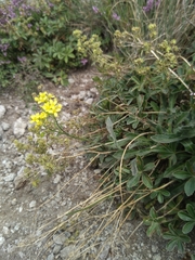 Biscutella arvernensis