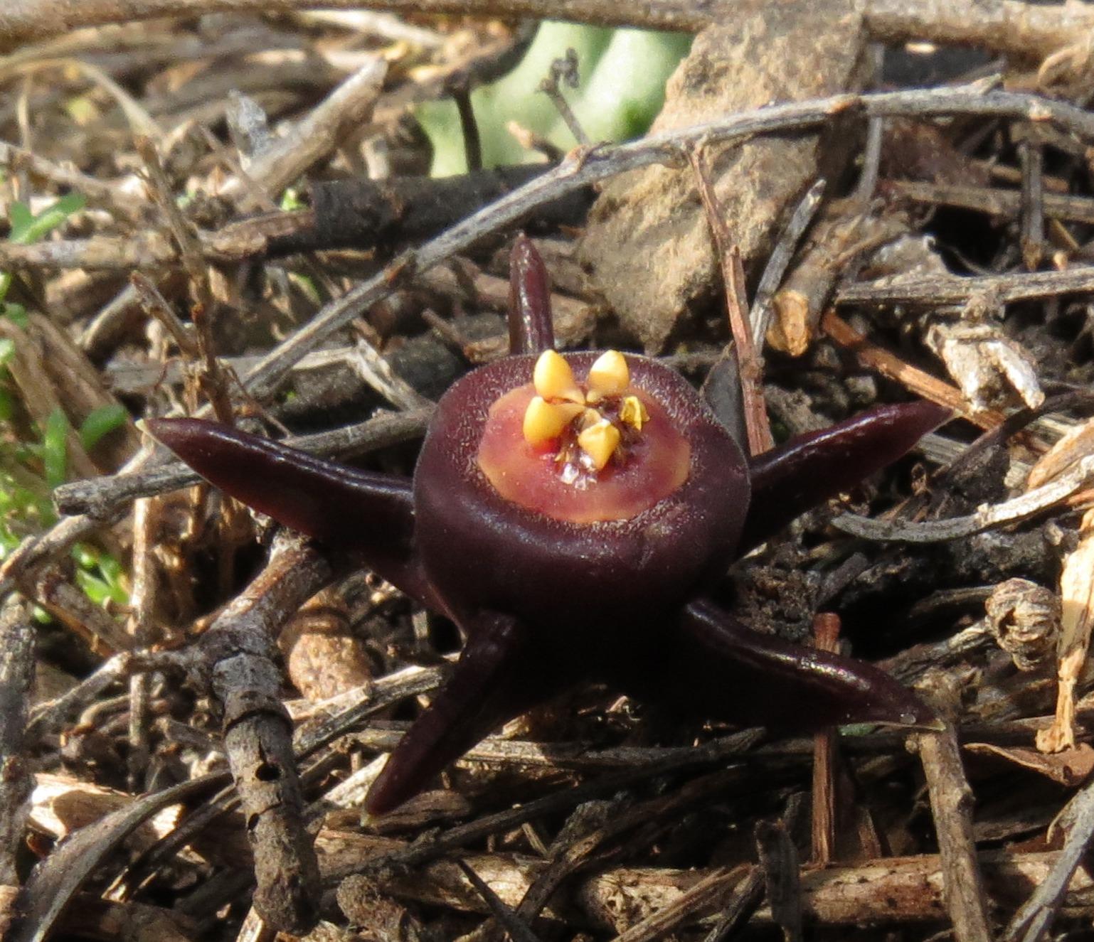 Stapelia radiata Sims 2