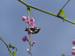 Chiomara georgina