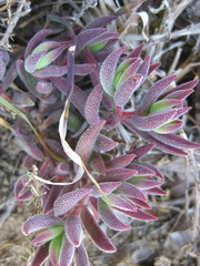 Crassula mesembryanthoides
