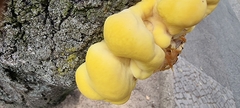 Laetiporus sulphureus