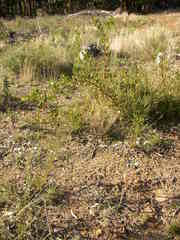 Searsia laevigata laevigata