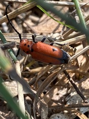 Tetraopes quinquemaculatus