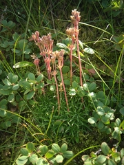 Androsace halleri