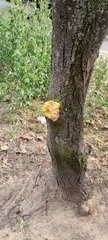 Laetiporus sulphureus