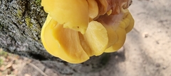 Laetiporus sulphureus