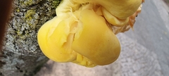 Laetiporus sulphureus