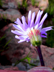 Afroaster hispidus