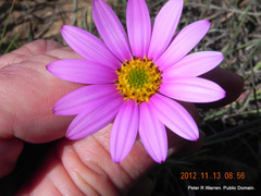 Dimorphotheca jucunda