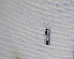 Pseudomyrmex ejectus