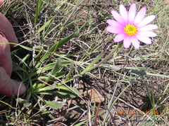 Dimorphotheca jucunda