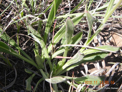 Dimorphotheca jucunda
