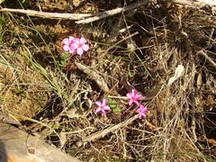 Oxalis eckloniana