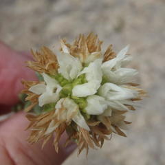 Campylostachys cernua