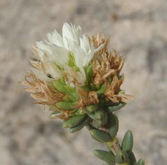 Campylostachys cernua