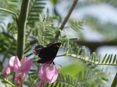 Pholisora