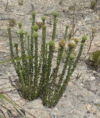 Campylostachys cernua