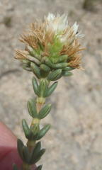 Campylostachys cernua