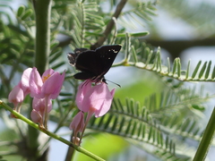 Pholisora