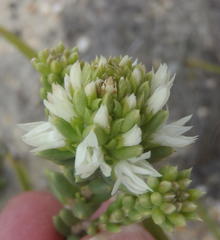 Campylostachys cernua