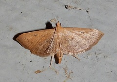 Geshna cannalis