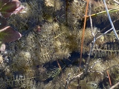 Utricularia intermedia