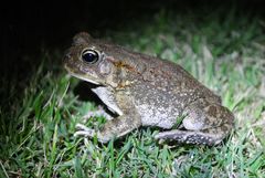 Sclerophrys garmani