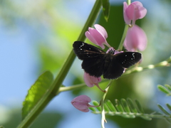 Pholisora