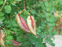 Colutea