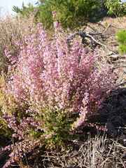 Erica hirtiflora hirtiflora