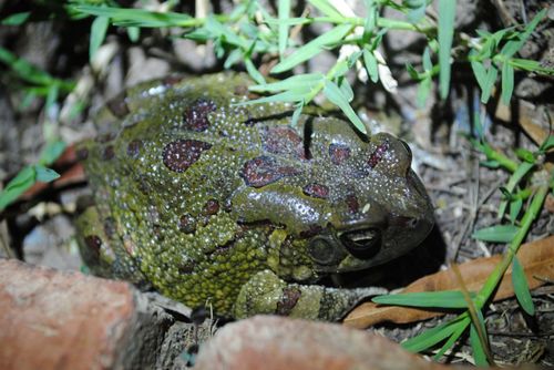 Sclerophrys poweri