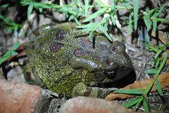 Sclerophrys poweri