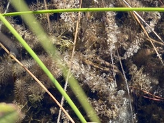 Utricularia intermedia