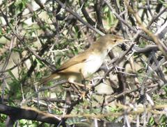 Acrocephalus scirpaceus baeticatus