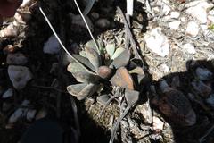 Adromischus triflorus