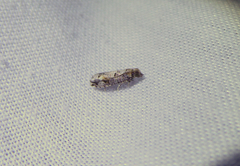 Pseudexentera knudsoni